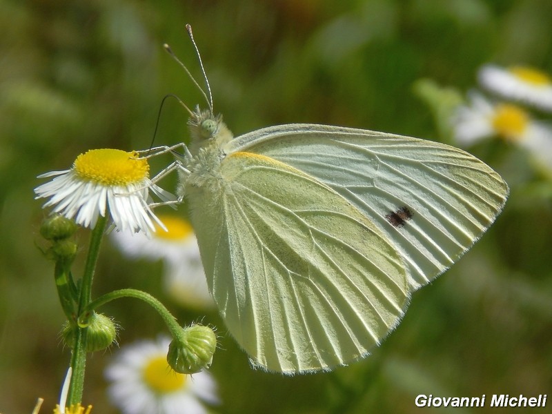 Pieris rapae?